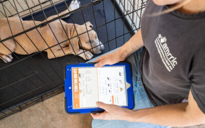 Animal Management Needs Assessments underway in FNQ