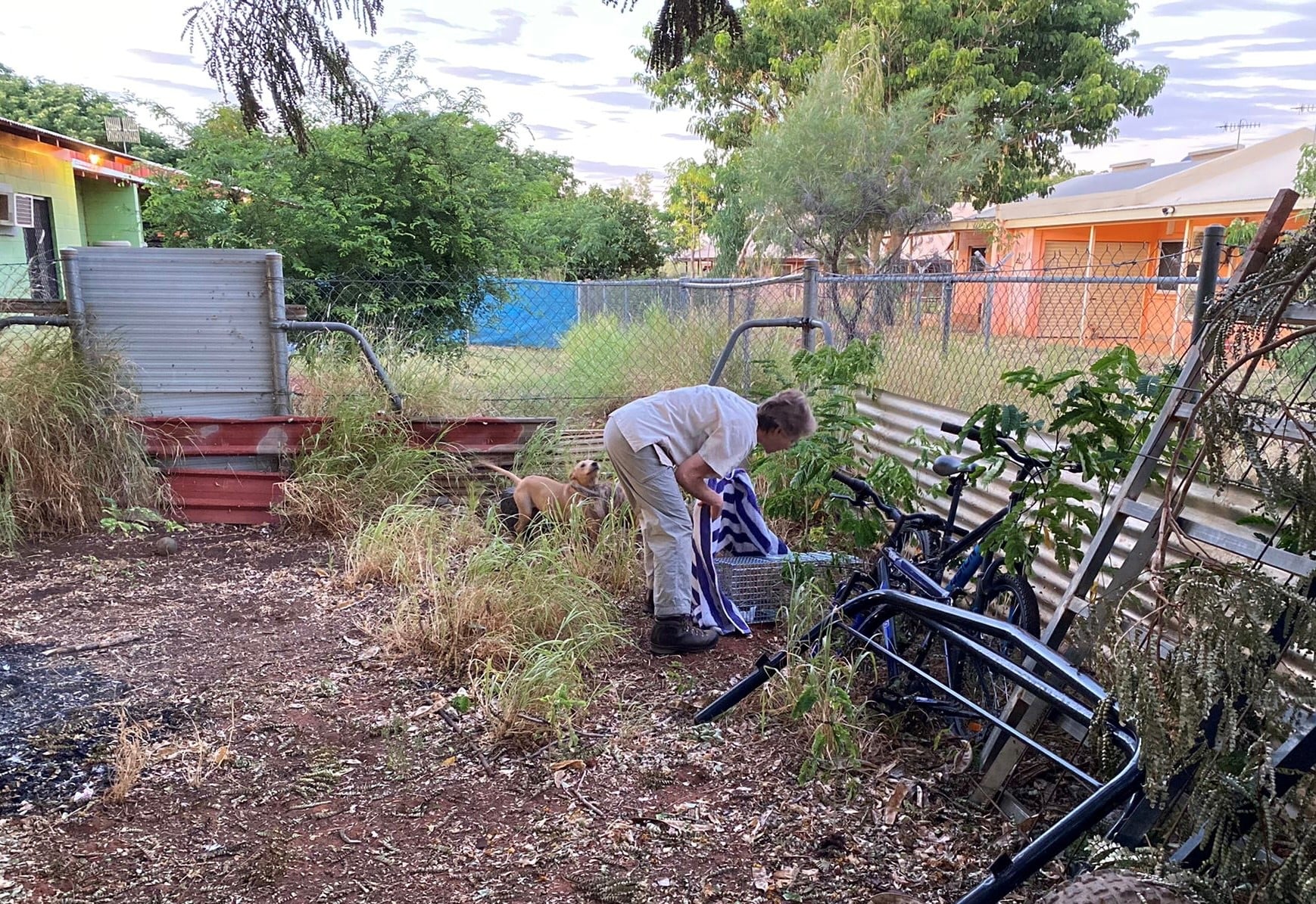 20220410 Lajamanu Vet Helen Purdham Cat Cage Trap Dr Helen Purdam using a cat trap in a Lajamanu backyard to aid capture of a pet cats for desexing and other treatments.