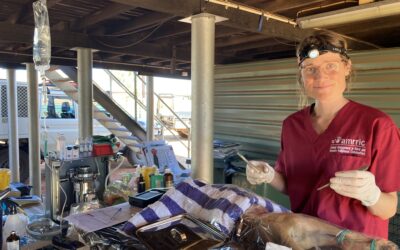 Recognising our Veterinarians: World Veterinarian Day 2022