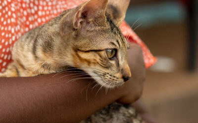 Parliamentary inquiry on cats-what’s next?