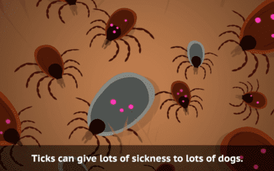 Indigenous language versions of Ehrlichiosis animation now available on ICTV