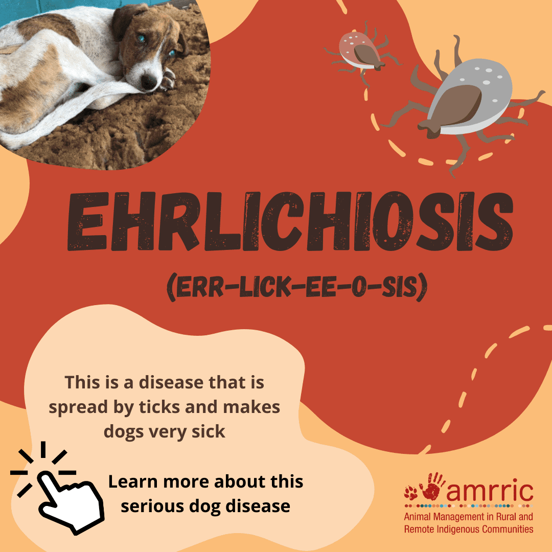 Ehrlichiosis SM tiles_cover_1