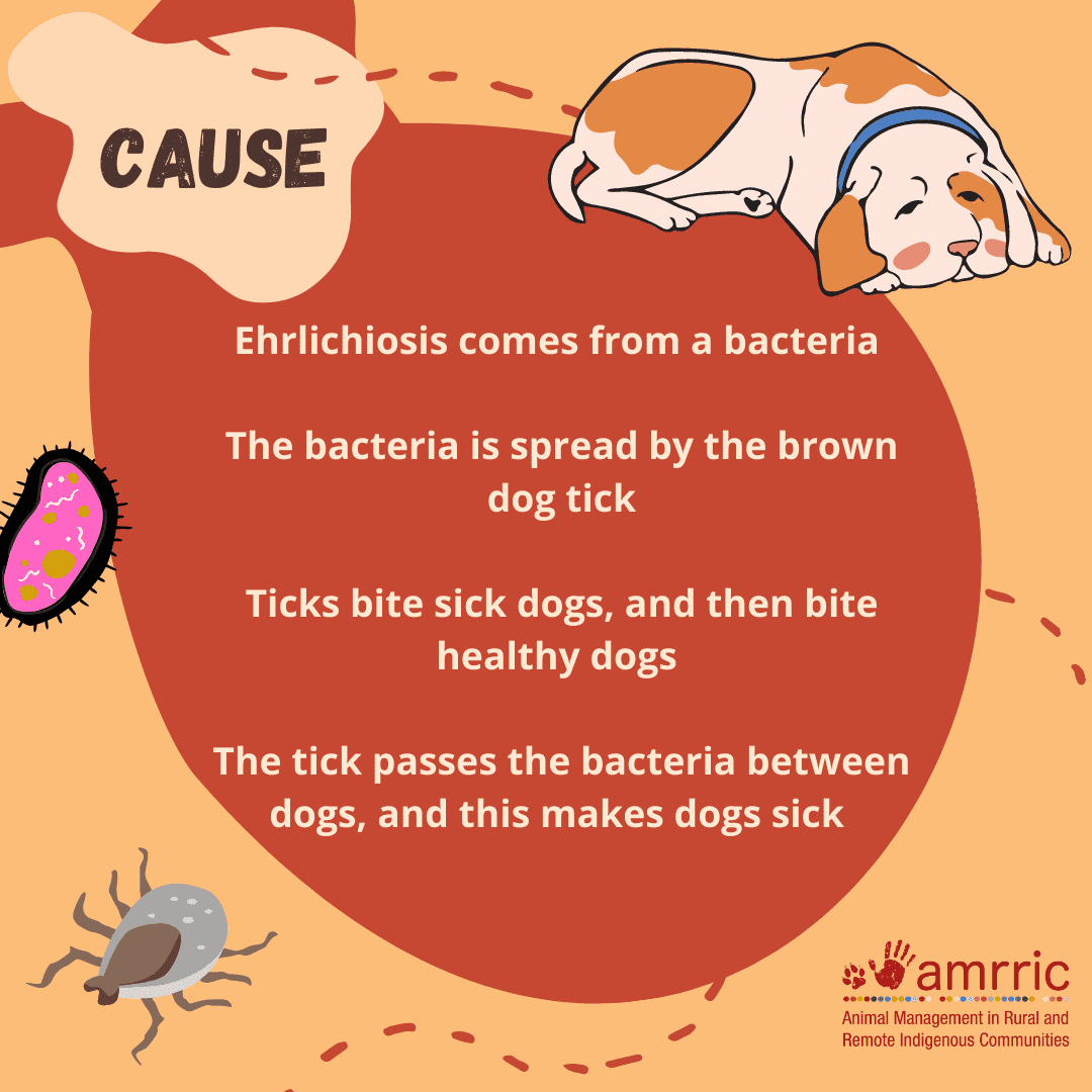 Ehrlichiosis SM Tiles_cause_2