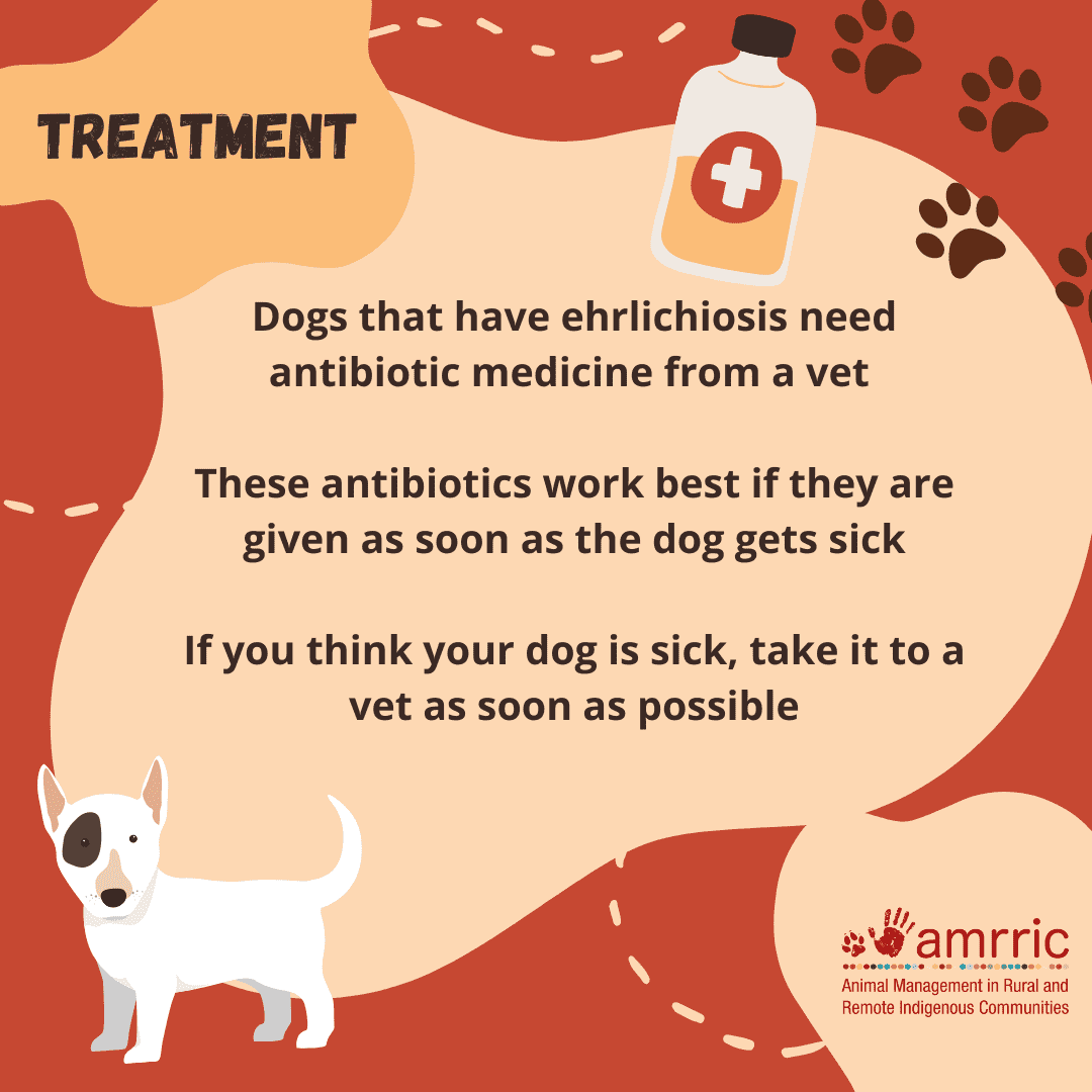 Ehrlichiosis SM tiles_Treatment_5