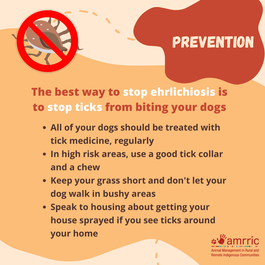 Ehrlichiosis SM Tiles_Prevention_6