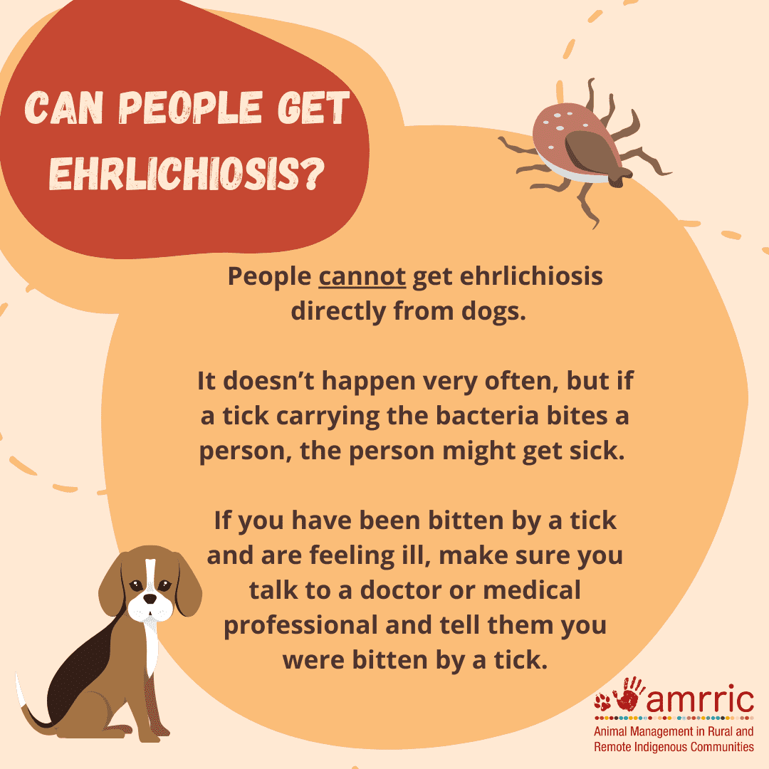 Ehrlichiosis SM Tiles_zoonoses_8