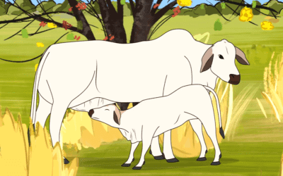 Exciting New Animation adds to Animal Education in Remote Communities