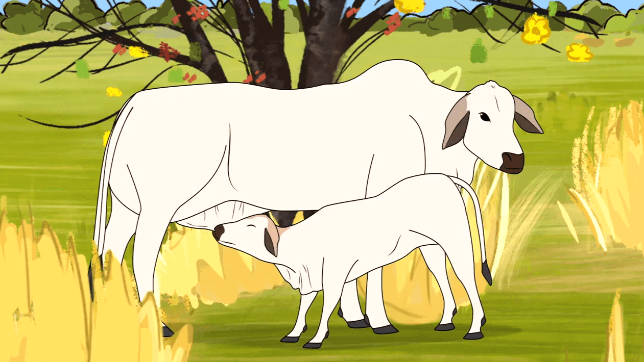 A illustrated white mother cow with her white baby cow suckling on her. They are standing in a green field, with a tree and yellow long grass.