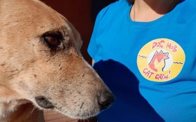 The power of music to help improve animal health!